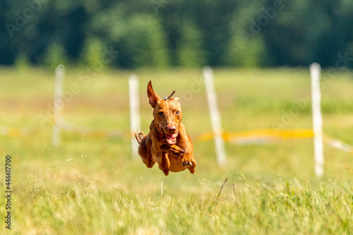 Cirneco dell etna running full speed at lure coursing sport