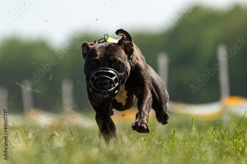 Staffordshire Bull Terrier running full speed at lure coursing sport photo