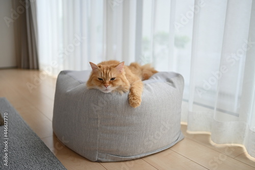 ビーズクッションでくつろぐ猫（マンチカン）