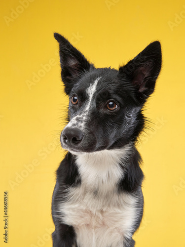 funny crazy dog. Happy Border Collie with curve muzzle. Pet on a yellow background
