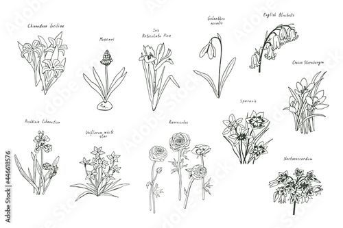 Spring flowers vector illustrations set