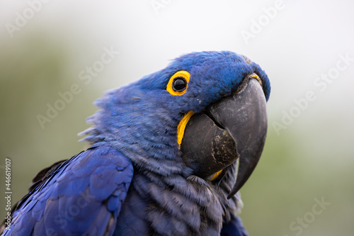 Portrait of a Hyacinth Macaw © AB Photography