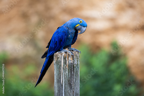 Portrait of a Hyacinth Macaw photo