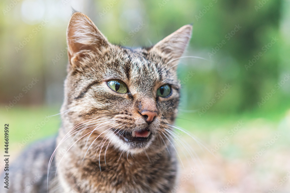 Portrait of a young brown striped cat in nature