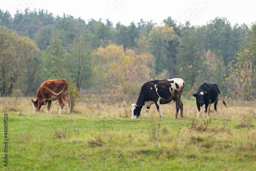 Cows graze in a field on green grass