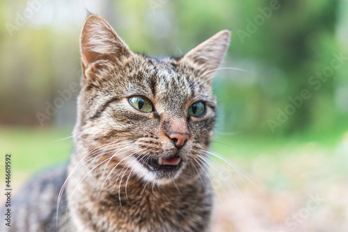 Fototapeta Naklejka Na Ścianę i Meble -  Portrait of a young brown striped cat in nature