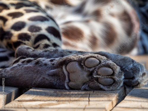 Leopard's hind foot. The toe pads and metacarpal paw pad are clearly visible. Leopard lies on wooden planks. photo