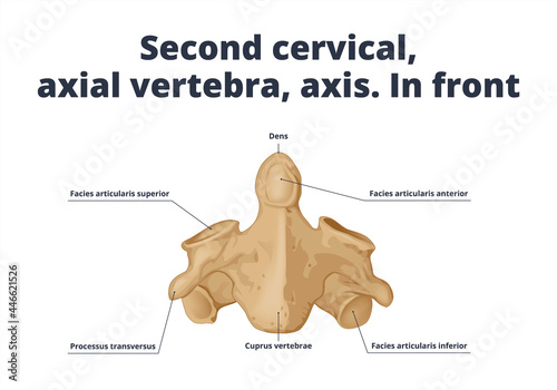Second cervical, axial vertebra, axis. In front. Human anatomy atlas