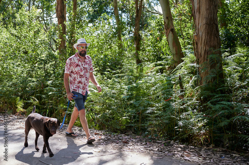 middle-aged bearded man wearing a summer shirt, hat and sunglasses walking with his Labrador dog in the sunshine among ferns and eucalyptus trees.