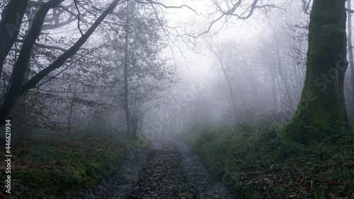 A muddy track through a spooky English forest. On a foggy, winters day