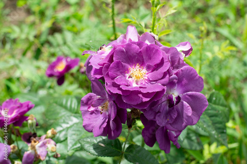 Rosehip flowers of rare dark purple color on a background of green leaves in the garden on a sunny day.