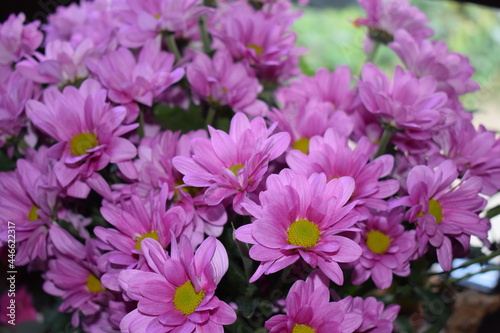 Purpurrote Chrysanthemen