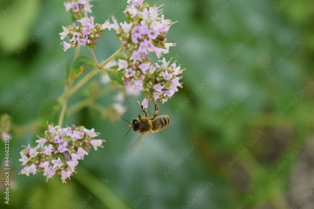 Wildbiene hängt von Oreganoblüte herunter Wildbiene hängt von Oreganoblüte herunter