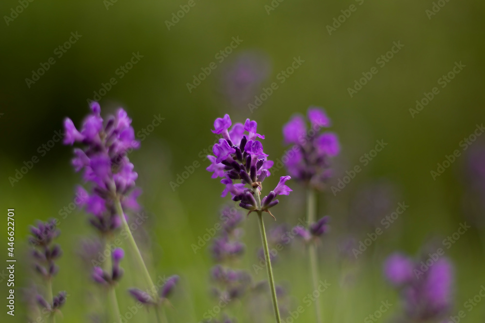 flowering of the lavender bush in summer flowering of the lavender bush in summer