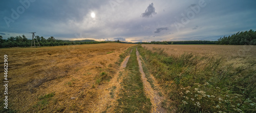 Low angle shot of a yellow dry field on cloudy sky background