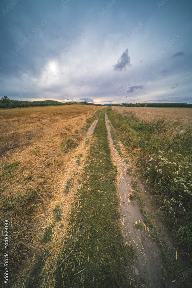 Fototapeta premium Low angle shot of a yellow dry field on cloudy sky background