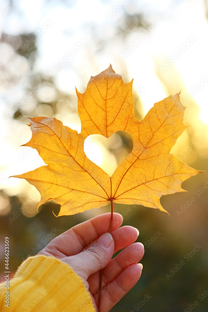 yellow leaf with a heart in a female hand, background of golden leaves lie chaotically on the ground, autumn mood concept, seasonal