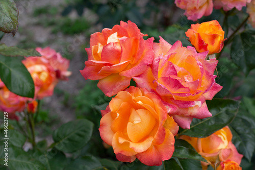 Large beautiful orange roses on a background of flowers and green leaves in the garden close-up.