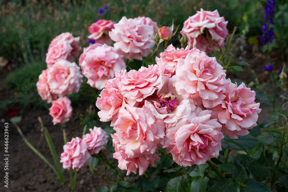 Lush blooming pink roses on a background of green leaves in the garden. Blooming roses. Lush blooming pink roses on a background of green leaves in the garden. Blooming roses.
