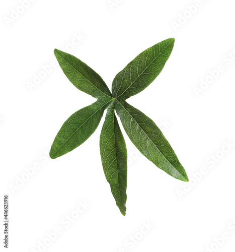 Passiflora leaf isolated on white. Passion fruit plant