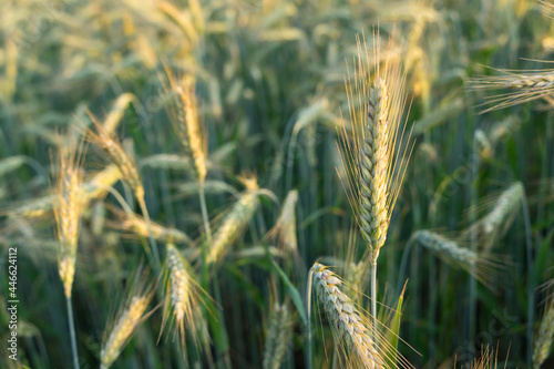 wheat ears in warm sunlight agricultural close-up natural grain field