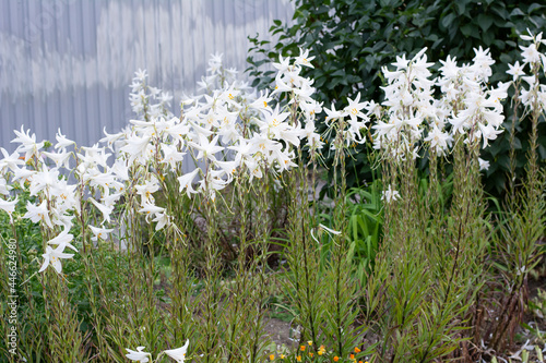 Flowers of white lilies in the garden on a summer day.