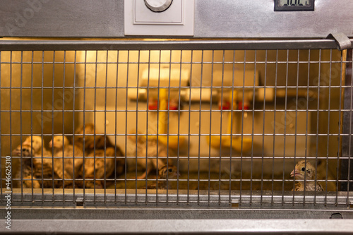 Photos domestic quail baby chickens are kept in a brooder in a hen house, focus on broo