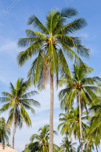 Coconut tree on blue sky background