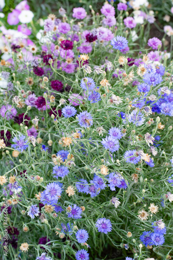 Flowers of cornflowers in different shades of blue.