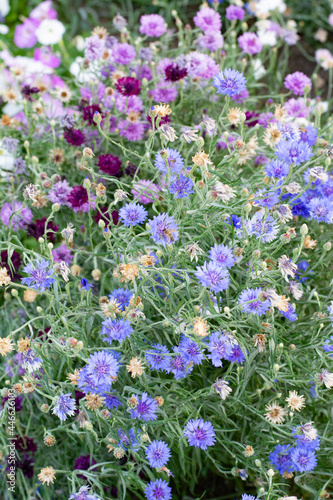 Flowers of cornflowers in different shades of blue.