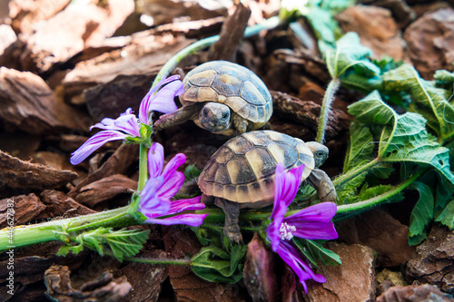 piccole tartarughe di terra