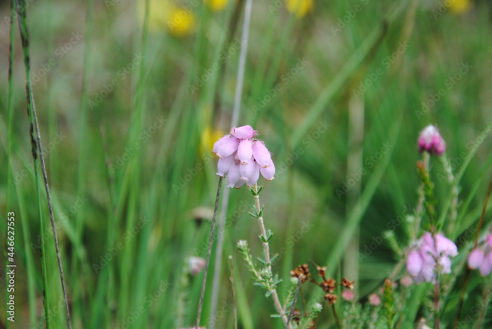 Close up of the small pink bell-shaped drooping flowers of cross-leaved heath (Erica tetralix) in a field
