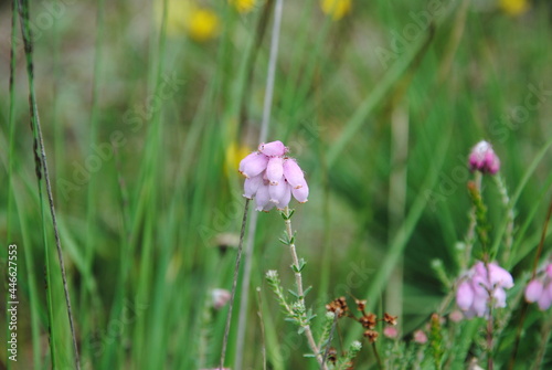 Close up of the small pink bell-shaped drooping flowers of cross-leaved heath (Erica tetralix) in a field © Maria