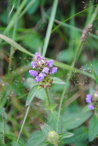 Purple flowers of the common self-heal or heal-all, woundwort, heart-of-the-earth, carpenter's herb, brownwort or blue curls ( Prunella vulgaris)