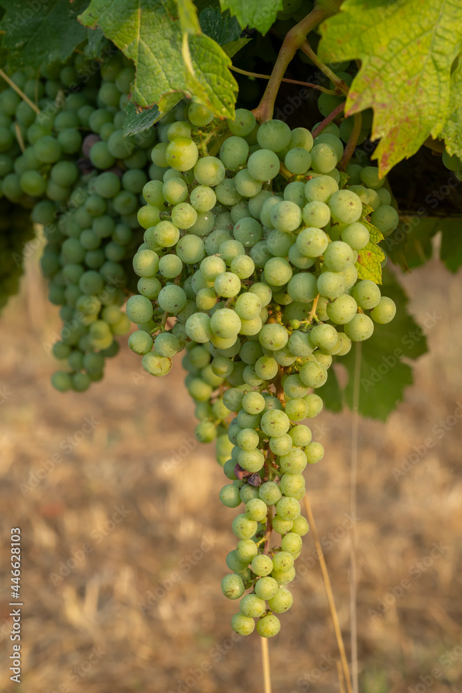 Close-up of still green grapes on the vine in a vineyard in Bolgheri in Tuscany
D.O.C.Wine Close-up of still green grapes on the vine in a vineyard in Bolgheri in Tuscany
D.O.C.Wine