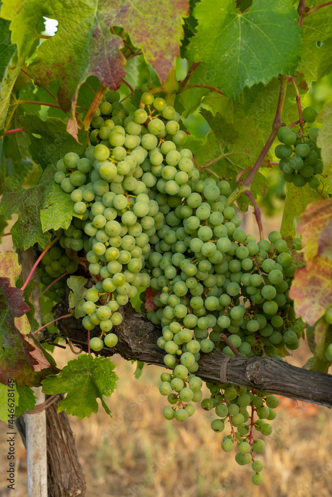 Close-up of still green grapes on the vine in a vineyard in Bolgheri in Tuscany
D.O.C.Wine