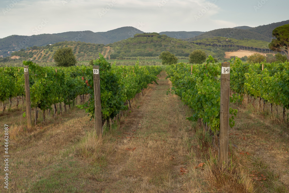 Grape field that grows for wine. Hills of vineyards. Summer scenery with rows of vineyards in Bolgheri in Tuscany, D.O.C.