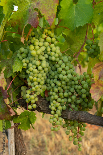 Wallpaper Mural Close-up of still green grapes on the vine in a vineyard in Bolgheri in Tuscany
D.O.C.Wine Torontodigital.ca