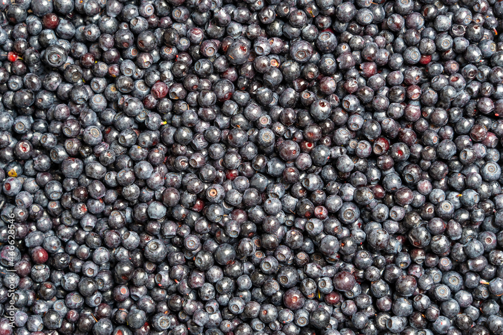 Surface covered with a layer of wild forest blueberry, close up Surface covered with a layer of wild forest blueberry, close up