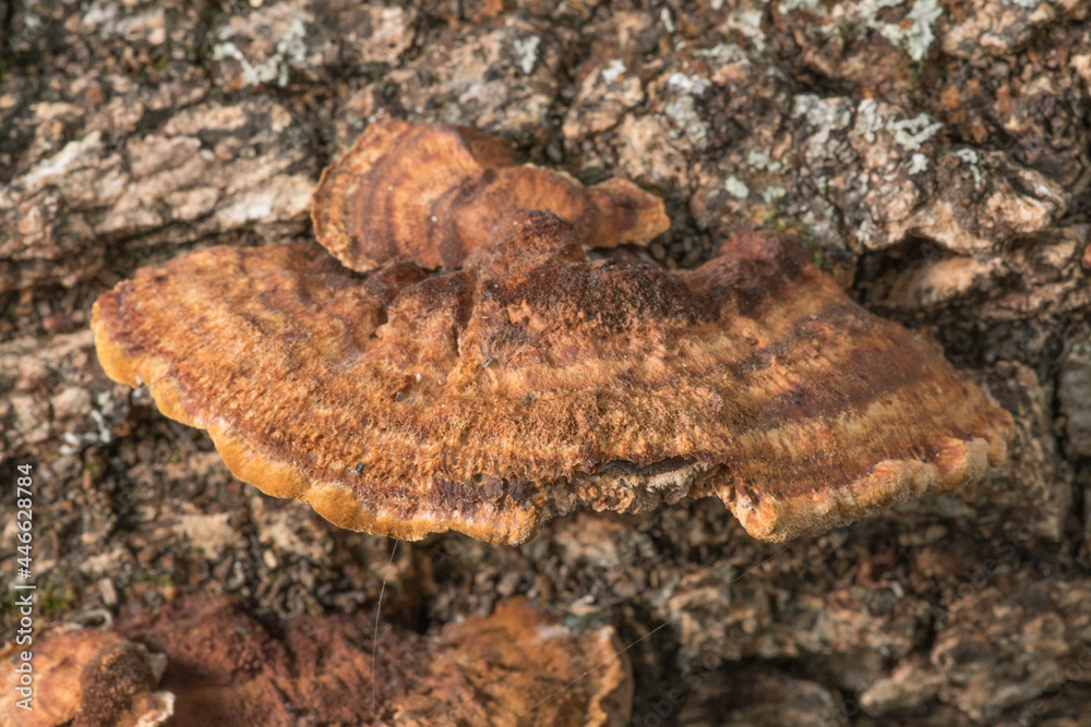 Shelf bracket fungi growing on a piece of dead oak tree