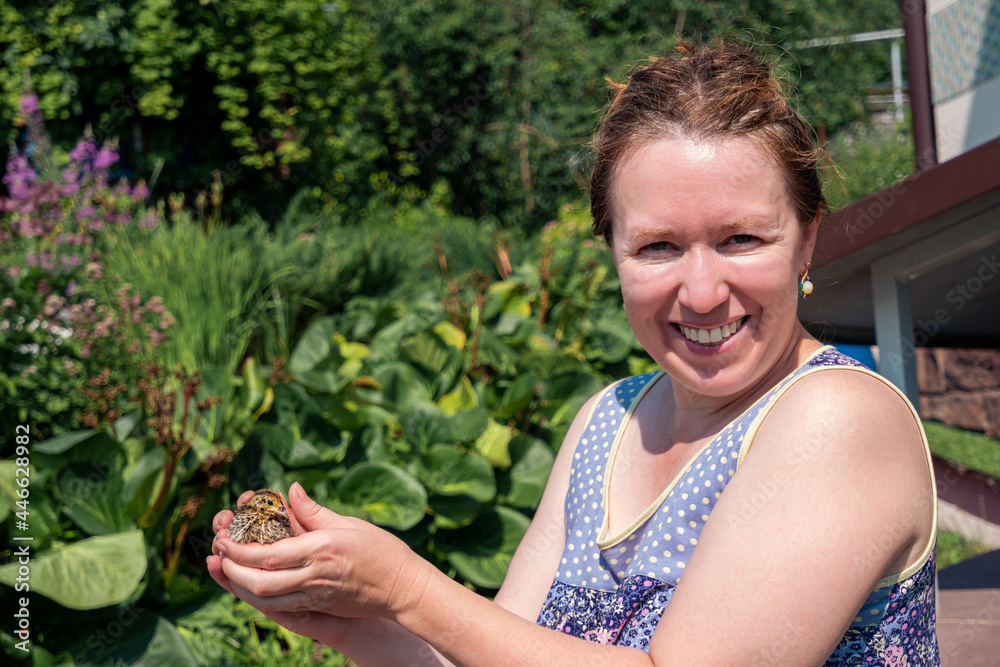 Obraz premium woman farmer holding domestic quail chicken in her hands outdoors