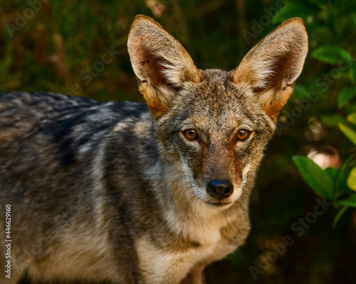 Coyote (Canis latrans) in the suburbs Fototapeta