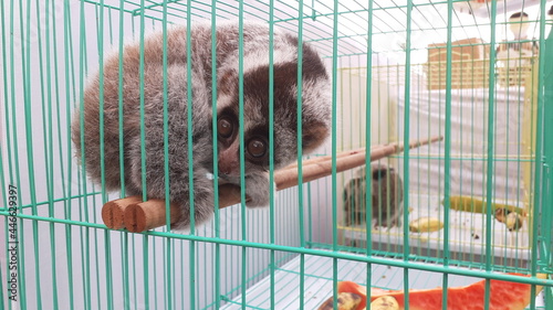 Slow lorises are protected primates. photo