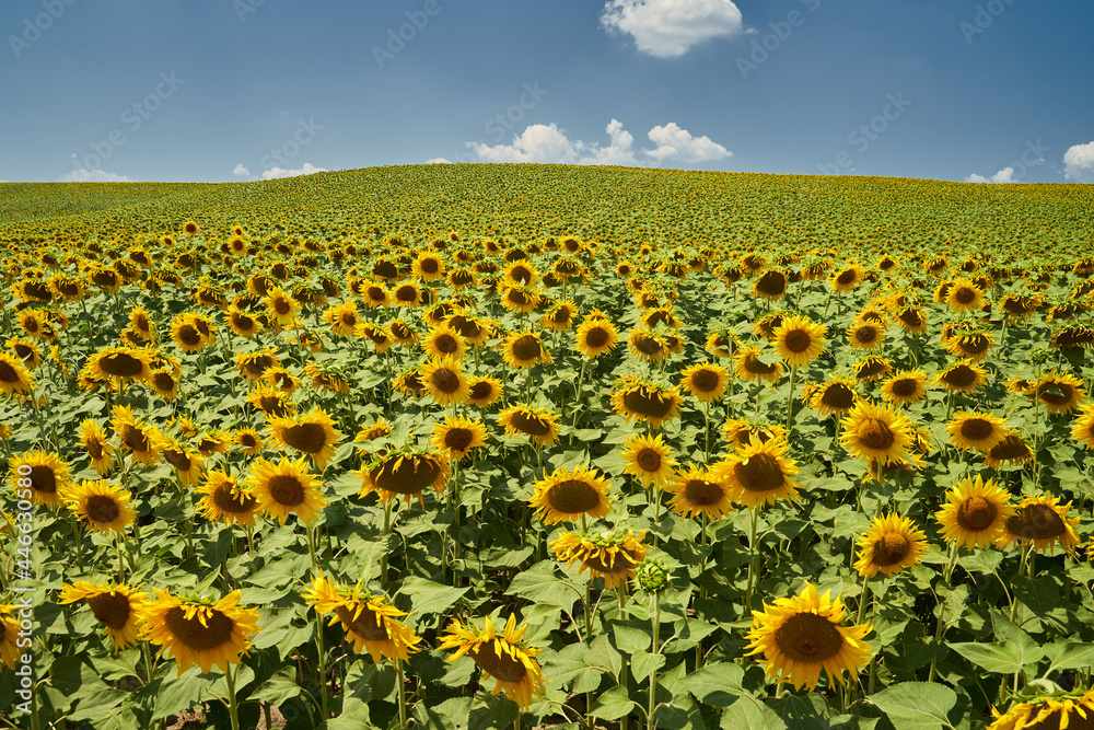 Fototapeta premium Sunflower field in the summer