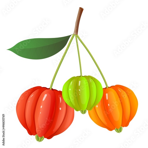 Berry Fruits, vector realistic Illustration of colorful Pitanga, Suriname Cherry, Brazilian Cherry or Eugenia Uniflora Fruits on the branch, Isolated on White Background. photo