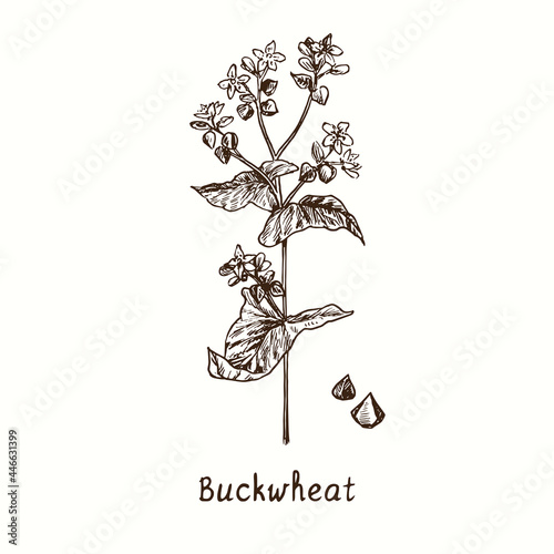 Buckwheat plant. Ink black and white doodle drawing in woodcut style.