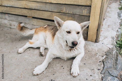 A beautiful, large, fluffy, old white dog lies on the background of a wooden booth, waiting for the owner. A good guard for people. Favorite pet.