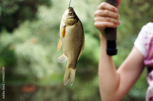 Photography fishing carp fish on a hook hanging the hands of a child fishing rod