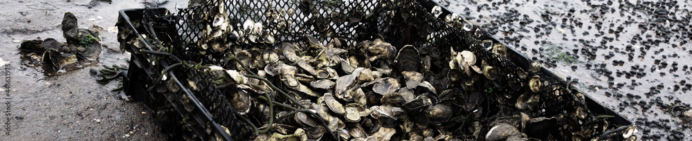 Banner size-Oyster farming and oyster beds in Wellfleet Massachusetts Banner size-Oyster farming and oyster beds in Wellfleet Massachusetts