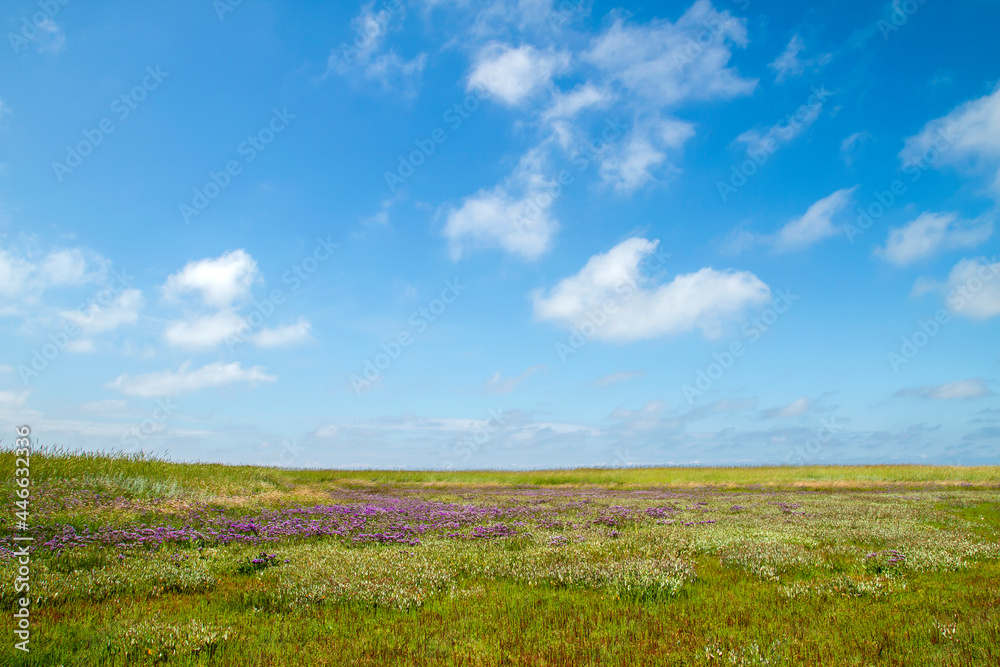 Sea lavender flowers blooming in a marshland Sea lavender flowers blooming in a marshland